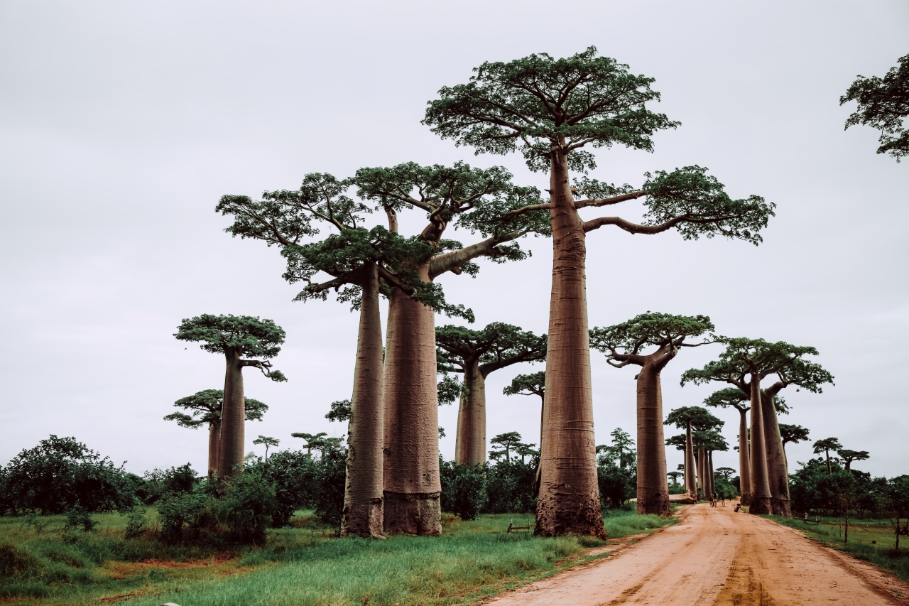 Externalisation retouche photo : les avantages de choisir Madagascar